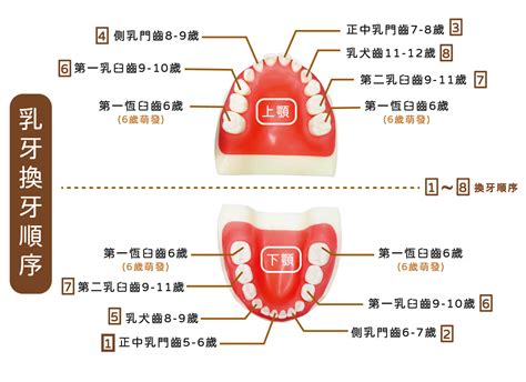 門牙掉了多久會長|兒童牙醫